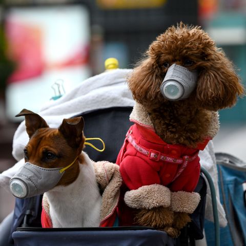 fecc2c0e eb53 4388 bbc1 1194b7fc1151dogs wearing masks are seen in a stroller in shanghai on news photo 1582883264